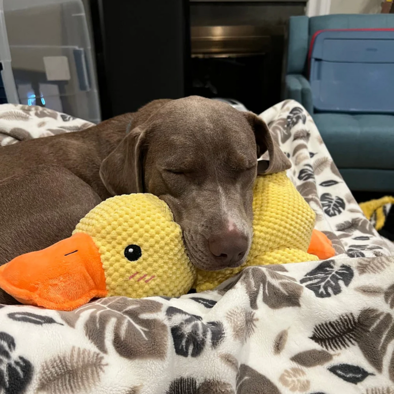 Calming Duck