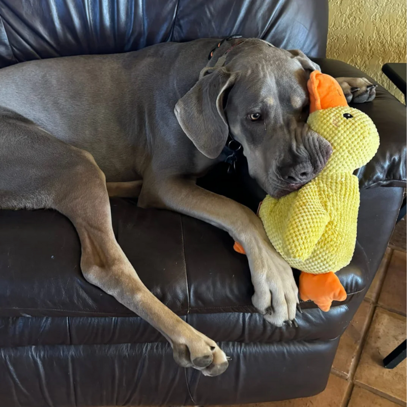Calming Duck