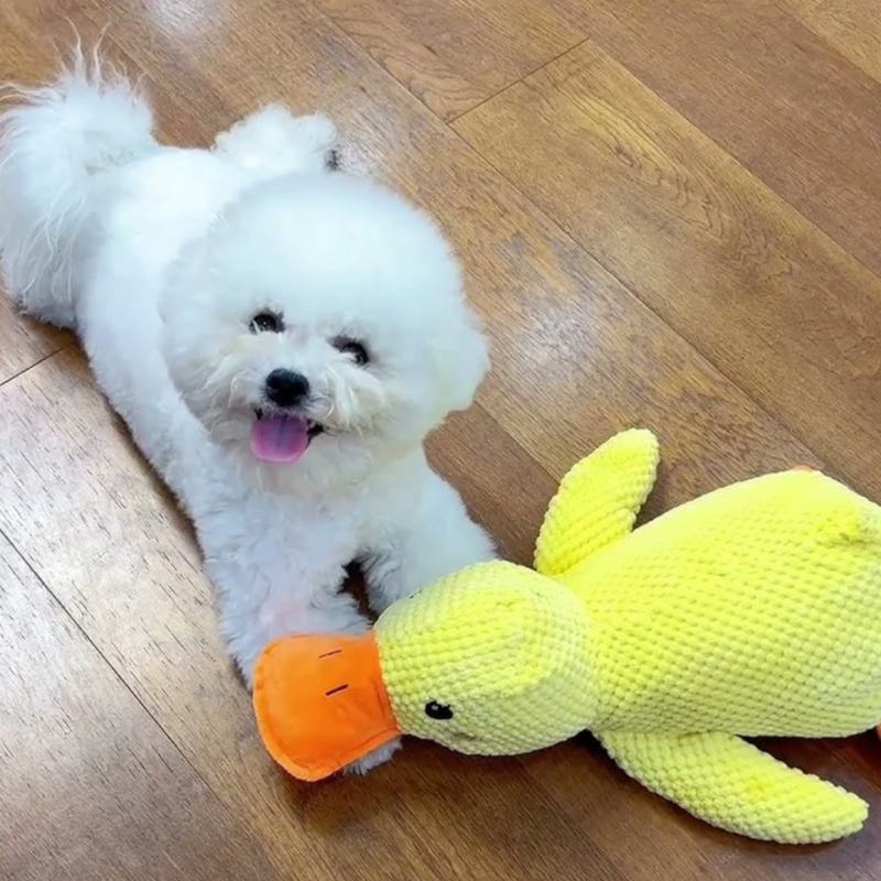 Calming Duck