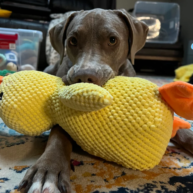 Calming Duck